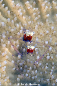ganngga island,a couple of...,nikon d2x 60 mm macro by Puddu Massimo 